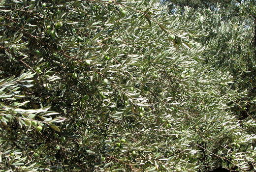 عملیات پیوند وسرشاخه کاری درختان زیتون در استان قزوین آغاز شد 