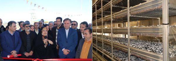 افتتاح بزرگترین واحد تولید قارچ دکمهای گیلان در رشت