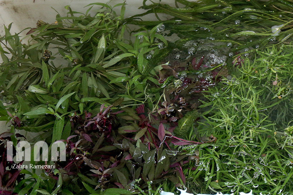 پرورش ماهی های زینتی صادراتی