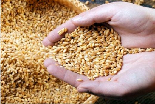 پرداخت زکات در خراسان شمالی ۱۲۵ درصد افزایش یافت