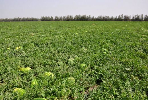 برداشت محصولات جالیزی - سیستان