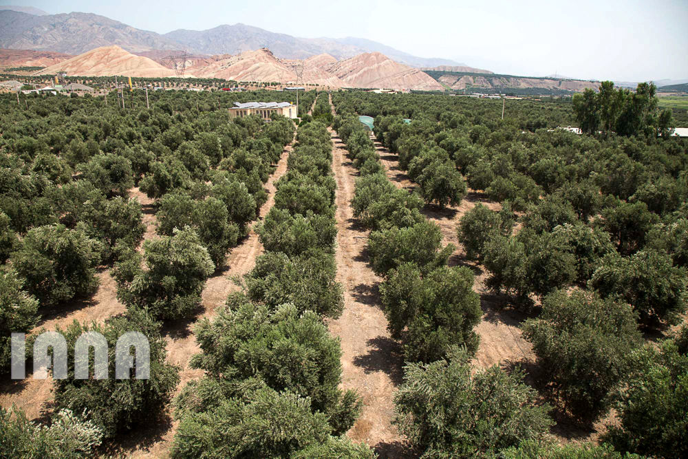 کشاورزی استان زنجان