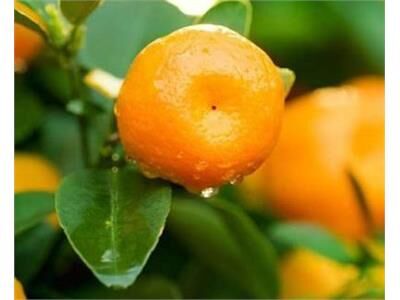 پیش‌بینی برداشت 430 هزار تن نارنگی در مازندران