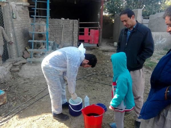 اجرای مرحله سوم واکسیناسیون طیور بومی استان تهران علیه بیماری نیوکاسل