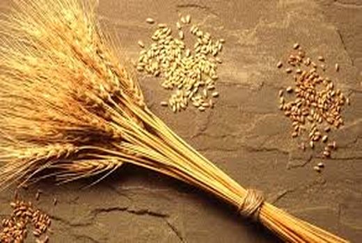 افزایش 23 درصدی تولید بذر گندم در کشور