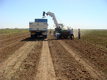 پیش بینی برداشت ۴۷۲۵ تن چغندر قند در مزارع شهرستان البرز