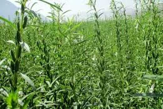 تولید بیش از هزار تن کنجد در کازرون 