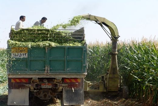  کاهش وابستگی صنعت دام به واردات با اصلاح ساختار زراعت کشور
