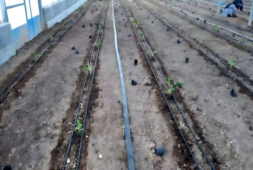 آغاز کشت موز در گلخانه ‌های شهرستان زرین دشت