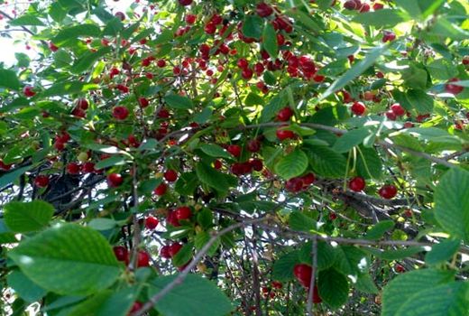  برداشت بیش از ۱۶۰۰ تن آلبالوی مرغوب از باغات شهرستان جلفا