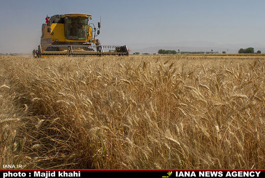 افزایش5.7 میلیون تنی تولید گندم در 5 سال