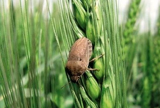برای مبارزه با سن گندم در خراسان شمالی با کمبود سم مواجه نیستیم