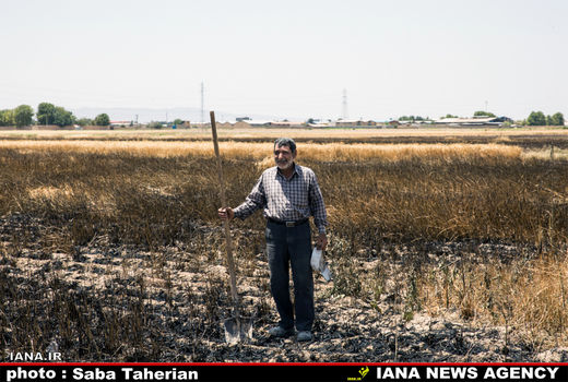 مزرعه سوخته