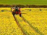 هزار تن کلزا از کشاورزان شهرستان ری خریداری شد