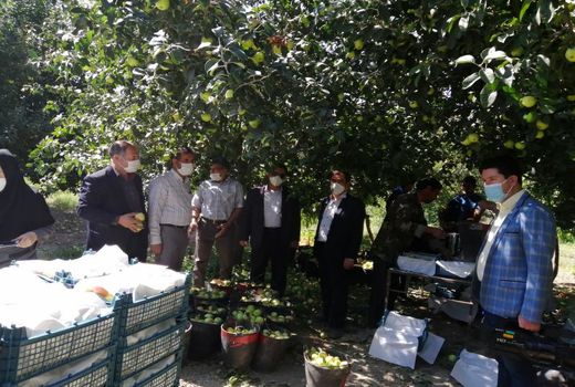 برداشت سیب در شهرستان شیروان آغاز شد