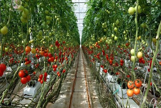 پرداخت 835 میلیارد ریال تسهیلات تولید محصولات گلخانه ای در استان بوشهر