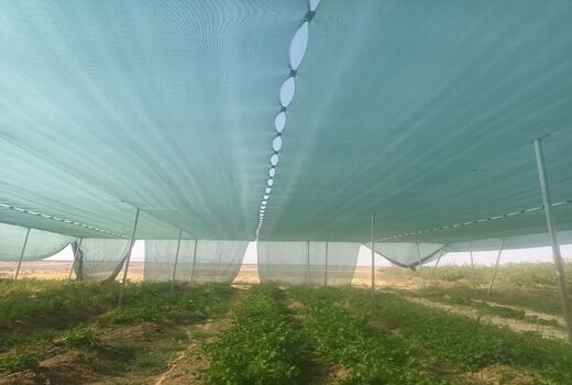 اجرای طرح سایبان برای اولین بار در استان یزد