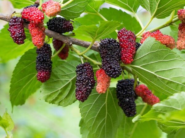آغاز برداشت توت درختی از توتستان های آذربایجان غربی