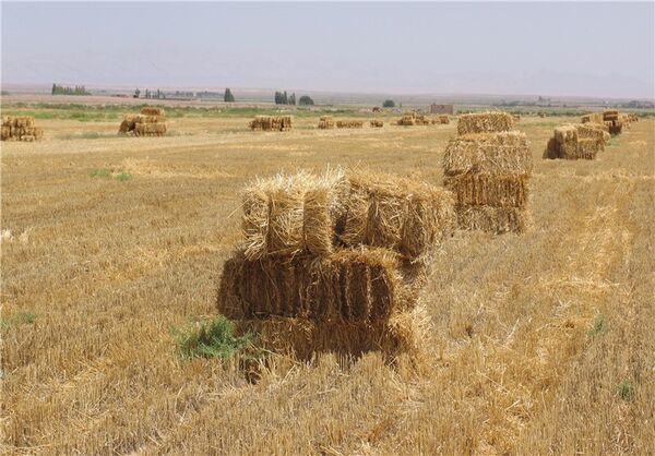استفاده از  12هزار تن بقایای بخش کشاورزی در سال جاری   
