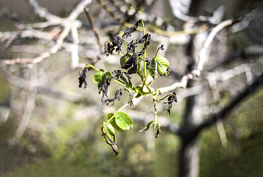 محصولات باغی استان سمنان دچار سرمازدگی شد