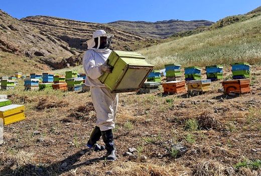 کوچ بهاره زنبورداران به بام ایران