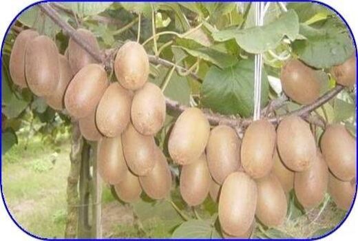 تولید 640 میلیاردی کیوی در نوشهر/ صادرات 4900 تنی