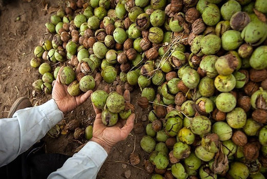 برداشت گردو از ۵۷۰۰ هکتار از باغات استان قزوین آغاز شد