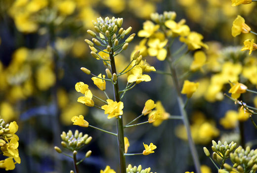 تولید 3750 تن کلزا در آذربایجان شرقی/ افزایش 58 درصدی قیمت کلزا نسبت به سال زراعی گذشته