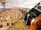 پرداخت ۸۵۰ میلیارد تومان تسهیلات به فعالان بخش دام و طیور استان