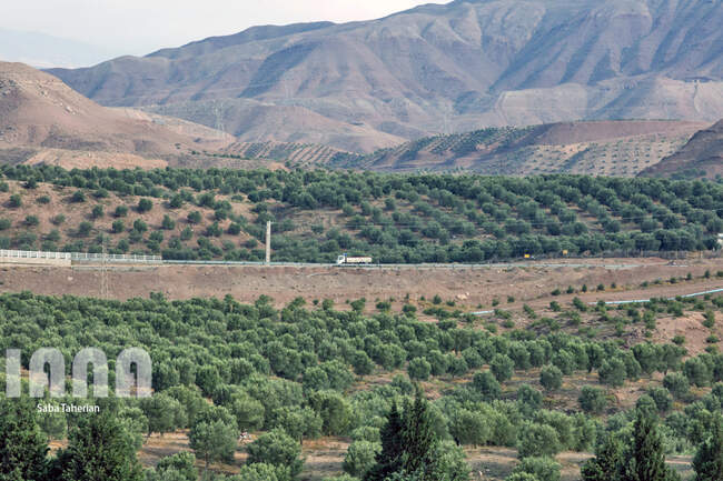  باغ بزرگ زیتون‌کشور در منجیل
