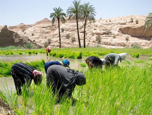 آغاز کشت برنج در سایه سار نخل های طبس