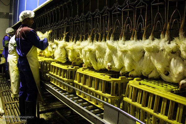 بازدید شبانه مدیر جهاد کشاورزی شهرستان ارومیه از کشتارگاه مرغ