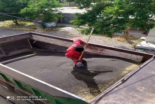 آغاز عملیات خرید تضمینی کلزا در استان ایلام 