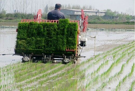 حدود ۲۰ هزار هکتار از اراضی کشاورزی گیلان نشاء شد
