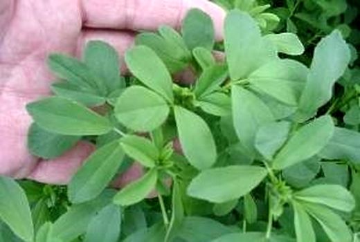 کشت یونجه در مرودشت به سه هزار هکتار رسید