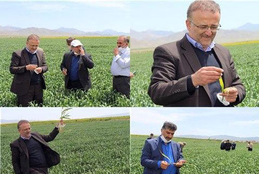 هجوم پروانه‌های «خانم قشنگ» خسارت‌زا نیست