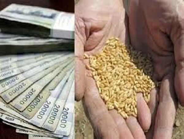 حق بیمه گندم‌کاران اعلام شد؛ از ۵۵۸ تا ۹۴۳ هزار تومان برای هر هکتار