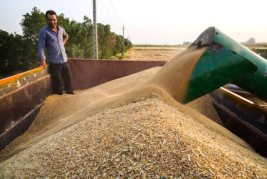 پرداخت 13 میلیارد تومان کرایه حمل به گندمکاران 