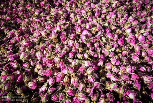 ضرورت توجه به صنایع تبدیلی در بحث گیاهان دارویی