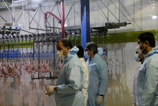 مردم نگران مرغ مورد نیاز خود نباشند