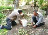 کاهش 35 درصدی برداشت گردو در شهرستان کاشان به دلیل سرمازدگی