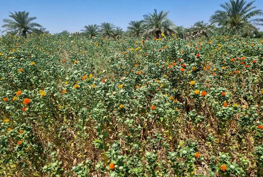 تأمین ازت خاک با کشت گلرنگ در کارون