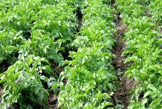 اختصاص بیش از 500 هکتار مزارع شهرستان بردسیر به کشت سیب زمینی 