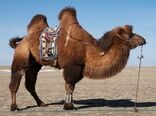 حفظ ذخایر ژنتیکی شتر دوکوهانه توسط مردم 