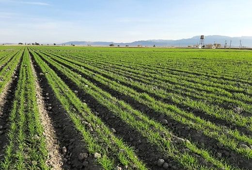 طرح ملی گندم بنیان در سطح 12 هزار هکتار از اراضی زراعی فارس اجرا شد