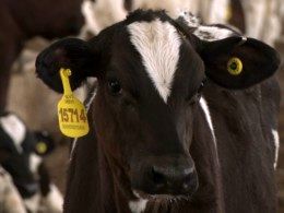 هویت‌گذاری و پلاک‌کوبی دام‌های استان بوشهر انجام می‌شود