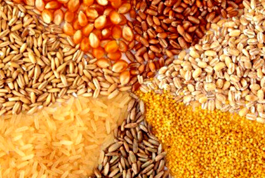 واردات ذرت‌های آلوده توسط شرکت‌های دولتی انجام نشده است