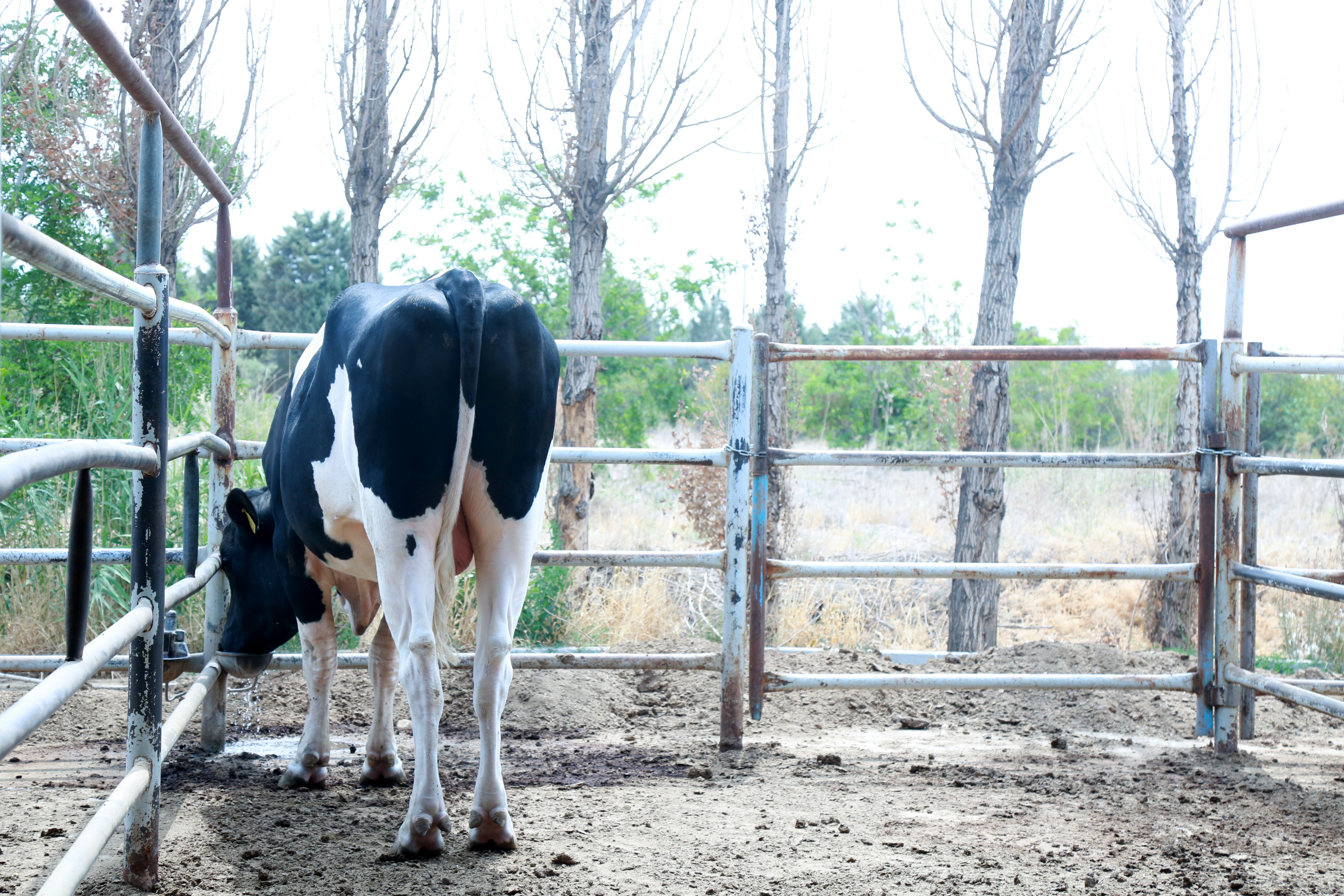   مرکز ملی ژنتیک دامی   