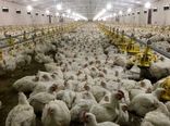 45 درصد مازاد تولید تخم مرغ در استان مرکزی