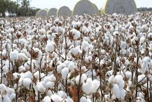 آغاز برداشت پنبه از مزارع فسا